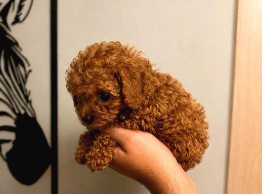 Orjinal Dişi Erkek Red Toy Poodle 65 Günlük Sağlıklı Aşılı görsel