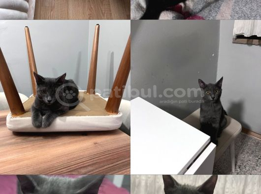 Dumana Yuva Arıyoruz görsel