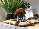 Toy Poodle Sevi̇mli̇ Yavrular Ev Üreti̇mi̇