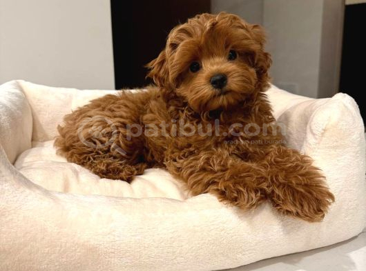 Toy Poodle Sevi̇mli̇ Yavrular Ev Üreti̇mi̇