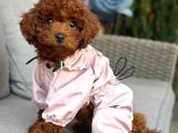 Toy Poodle Sevi̇mli̇ Yavrular Ev Üreti̇mi̇