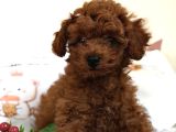 Toy Poodle Sevi̇mli̇ Yavrular Ev Üreti̇mi̇