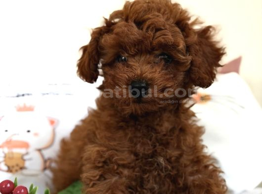 Toy Poodle Sevi̇mli̇ Yavrular Ev Üreti̇mi̇ görsel