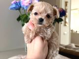 Malti̇poo Ci̇nsi̇ Yavrular Ev Üreti̇mi̇