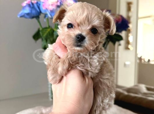 Malti̇poo Ci̇nsi̇ Yavrular Ev Üreti̇mi̇ görsel