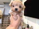 Malti̇poo Ci̇nsi̇ Yavrular Ev Üreti̇mi̇
