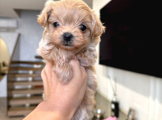 Malti̇poo Ci̇nsi̇ Yavrular Ev Üreti̇mi̇