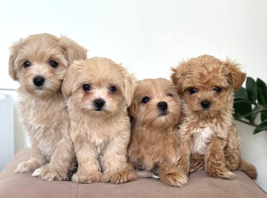 Malti̇poo Ci̇nsi̇ Yavrular Ev Üreti̇mi̇ görsel