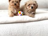 Malti̇poo Ci̇nsi̇ Yavrular Ev Üreti̇mi̇