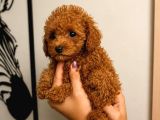 Red Toy Poodle Yavruları Puppy Dp Aşılı Ücretsiz Teslimat