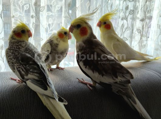 Çift Sultan Papağanlarımız görsel