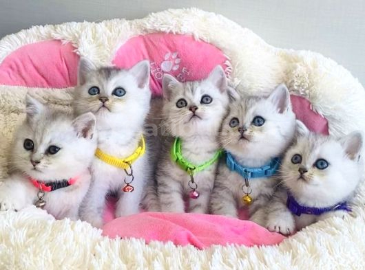 Show Kalite Silver British Shorthair Bebeklerim görsel