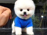 Irkinin En Mükemmeli̇ Pomeranian Boo Yavrulari