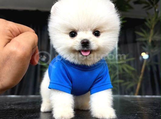 Irkinin En Mükemmeli̇ Pomeranian Boo Yavrulari