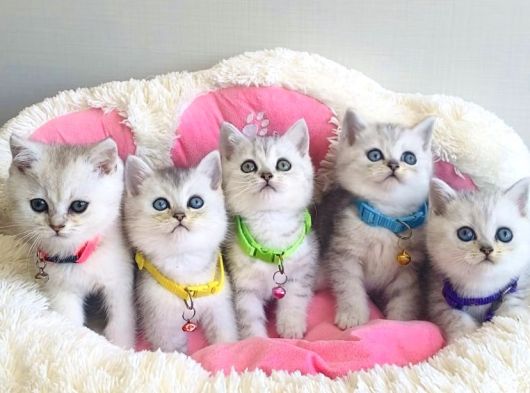 Show Kalite Silver British Shorthair Bebeklerim