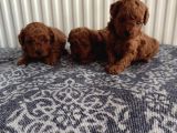 Görüntülü Aramaya Açık Sağlıklı Özel Toy Poodle Yavruları