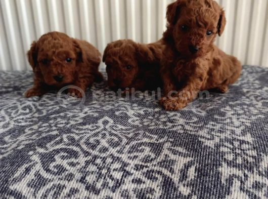 Görüntülü Aramaya Açık Sağlıklı Özel Toy Poodle Yavruları görsel
