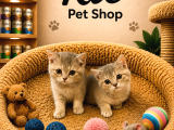 Aşırı Sevecen Oyuncu British Shorthair Yavrumuz