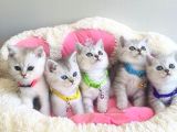 Show Kalite Silver British Shorthair Bebeklerim