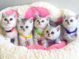 Show Kalite Silver British Shorthair Bebeklerim