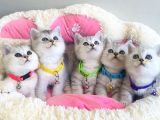 Show Kalite Silver British Shorthair Bebeklerim