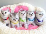 Show Kalite Silver British Shorthair Bebeklerim
