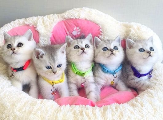 Show Kalite Silver British Shorthair Bebeklerim görsel
