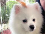 22 Ocak Doğumlu Safkan Pomeranian Çipli Aşılı Izmir