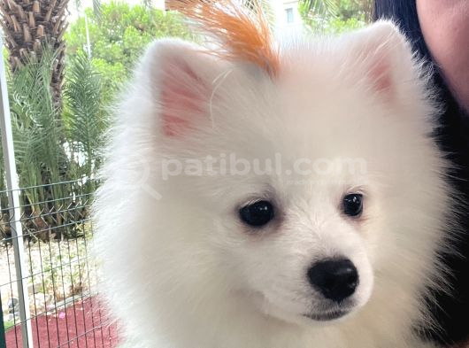 22 Ocak Doğumlu Safkan Pomeranian Çipli Aşılı Izmir görsel