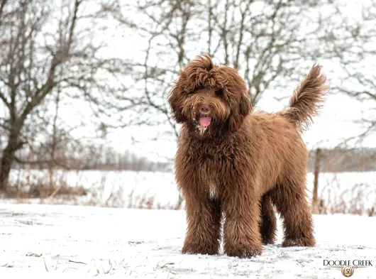 Labradoodle Bebekler Bi̇r Çok Seçenek İle Çi̇ftli̇ği̇mi̇zden