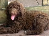 Labradoodle Bebekler Bi̇r Çok Seçenek İle Çi̇ftli̇ği̇mi̇zden