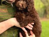 Labradoodle Bebekler Bi̇r Çok Seçenek İle Çi̇ftli̇ği̇mi̇zden