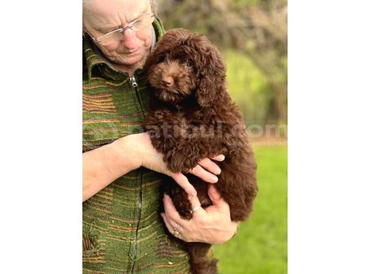 Labradoodle Bebekler Bi̇r Çok Seçenek İle Çi̇ftli̇ği̇mi̇zden görsel