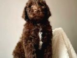Labradoodle Bebekler Bi̇r Çok Seçenek İle Çi̇ftli̇ği̇mi̇zden
