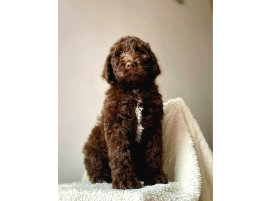 Labradoodle Bebekler Bi̇r Çok Seçenek İle Çi̇ftli̇ği̇mi̇zden görsel