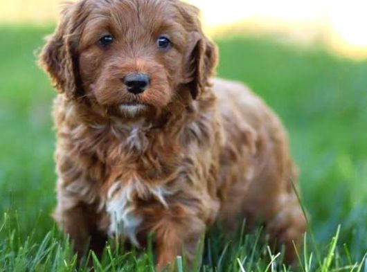 Çi̇ftli̇ği̇mi̇zden Goldendoodle Bebekler