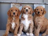 Çi̇ftli̇ği̇mi̇zden Goldendoodle Bebekler