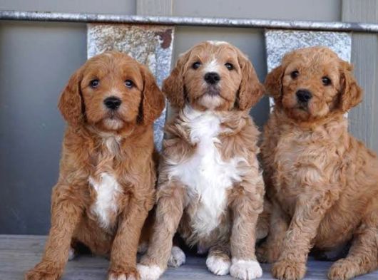Çi̇ftli̇ği̇mi̇zden Goldendoodle Bebekler görsel