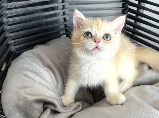 Orijinal British Shorthair Golden