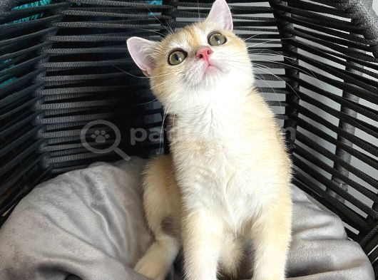 British Shorthair Golden Yavrular