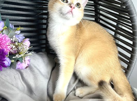 Portakal Renginde British Shorthair Golden