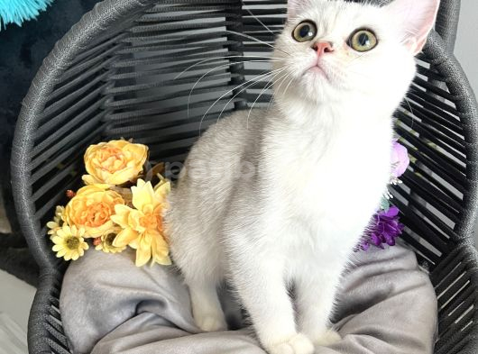 Safkan British Shorthair Silver Ns12