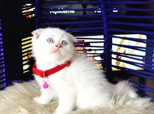 Scottish Fold Bluepoint Yavru görsel