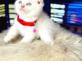 Scottish Fold Bluepoint Yavru