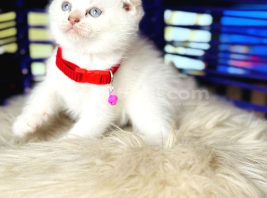 Scottish Fold Bluepoint Yavru görsel