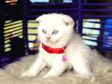 Scottish Fold Bluepoint Yavru