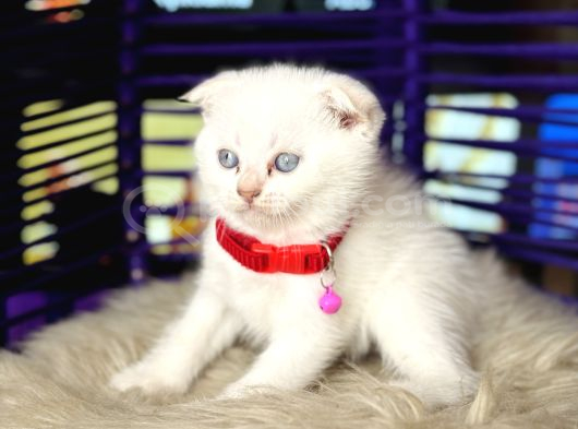 Scottish Fold Bluepoint Yavru görsel