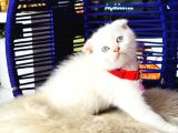 Scottish Fold Bluepoint Yavru