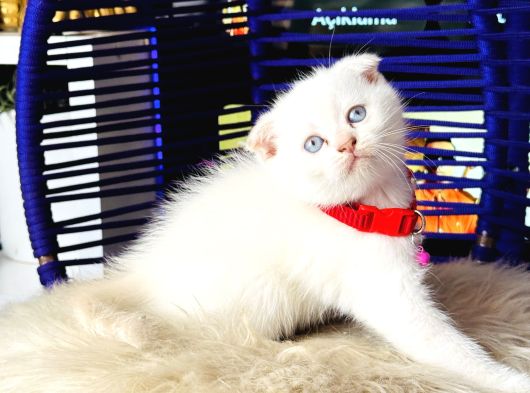 Scottish Fold Bluepoint Yavru görsel