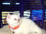 British Shorthair Bluepoint Dişi Erkek Yavrular